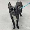 Jasper - Photo 1