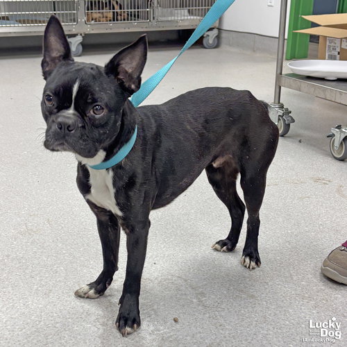 JASPER - Boston Terrier available for adoption