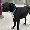 Jasper - Photo 3