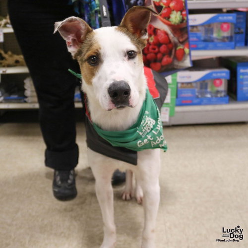 BOJANGLES - Shepherd / Retriever available for adoption
