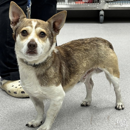 ELF - Corgi available for adoption