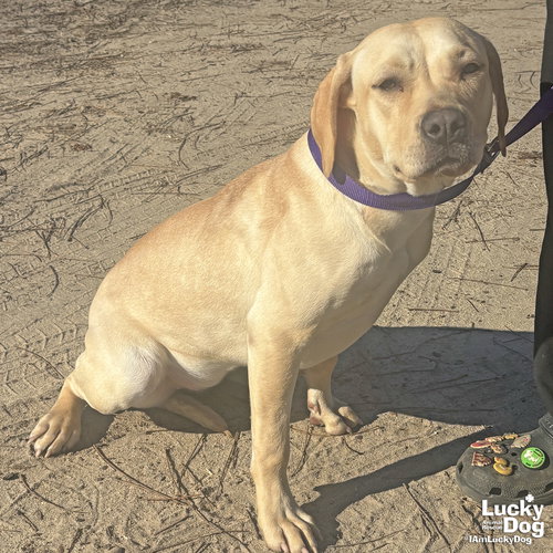 CLAIRE - Labrador Retriever / Retriever available for adoption