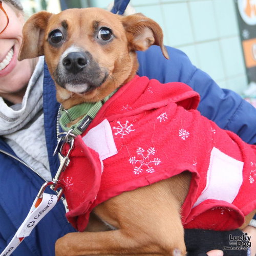 GIGI - Shetland Sheepdog Sheltie / Shepherd available for adoption