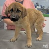 Herbert - Photo 2