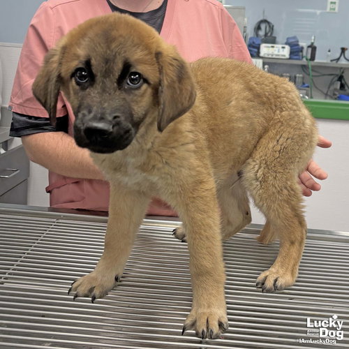 HERBERT - Shepherd / Retriever available for adoption