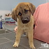 Herbert - Photo 3