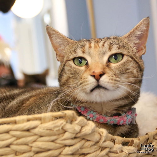 GENNY - Domestic Short Hair available for adoption