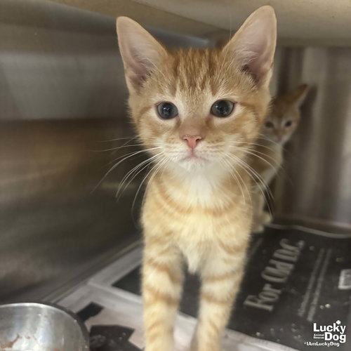 GRANT - Domestic Short Hair available for adoption