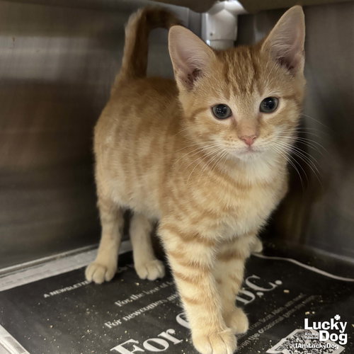 GRANT - Domestic Short Hair available for adoption