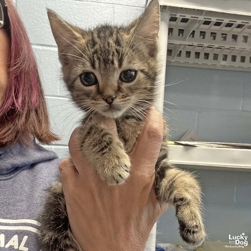 GAVIN - Domestic Short Hair available for adoption