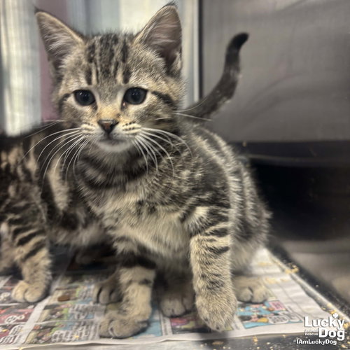 GAB - Domestic Short Hair available for adoption