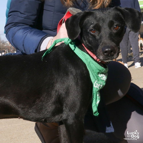 DENALI - Whippet / Labrador Retriever available for adoption
