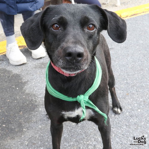 DENALI - Whippet / Labrador Retriever available for adoption