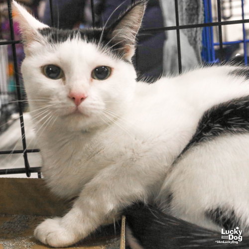 BABETTE - Domestic Short Hair available for adoption