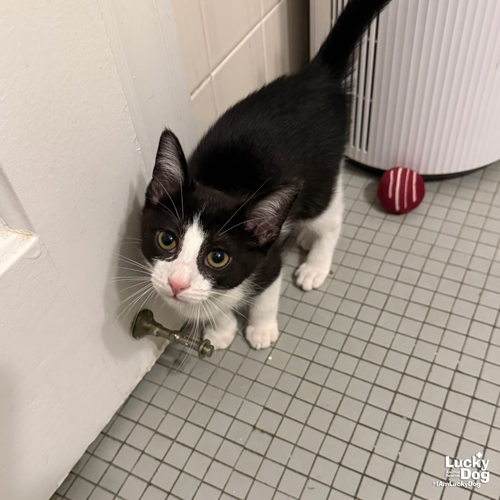 BARNABY - Domestic Short Hair available for adoption