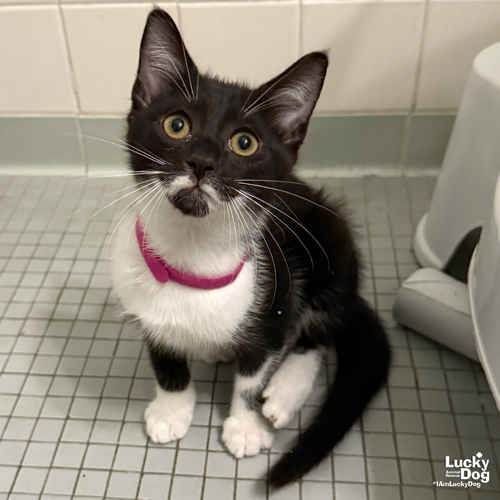 BINGS - Domestic Short Hair available for adoption