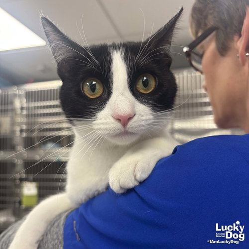 PENNIE - Domestic Short Hair available for adoption