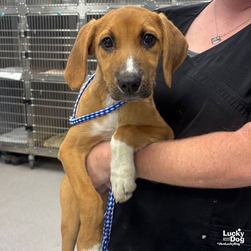 IZZY - Labrador Retriever / Hound available for adoption
