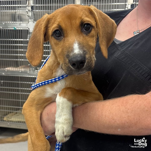 IZZY - Labrador Retriever / Hound available for adoption