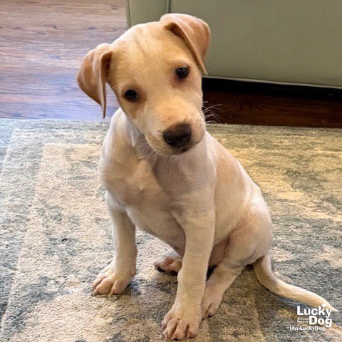 NEMO - Labrador Retriever available for adoption