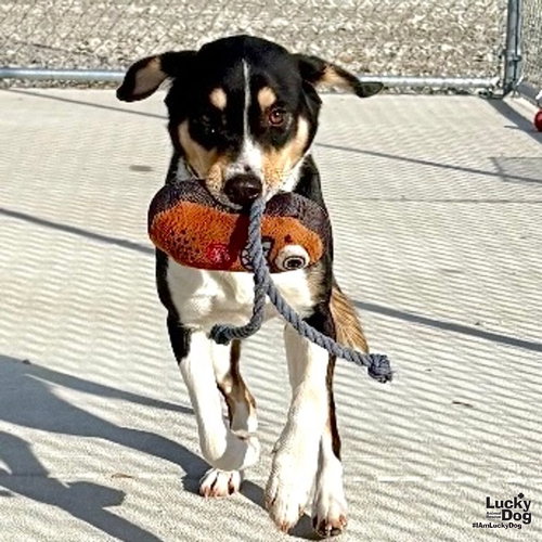 ISABELLE - Beagle available for adoption