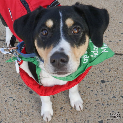 ISABELLE - Beagle available for adoption