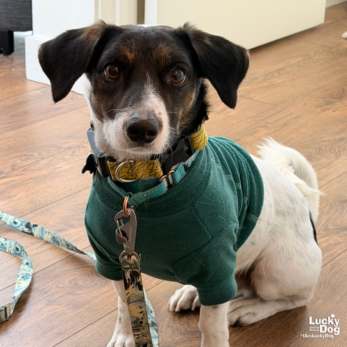 CHUCHO - Rat Terrier available for adoption