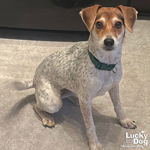 LUCY - Beagle available for adoption