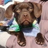 Porky - Photo 1
