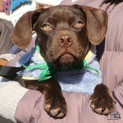 PORKY - Pointer / Boston Terrier available for adoption