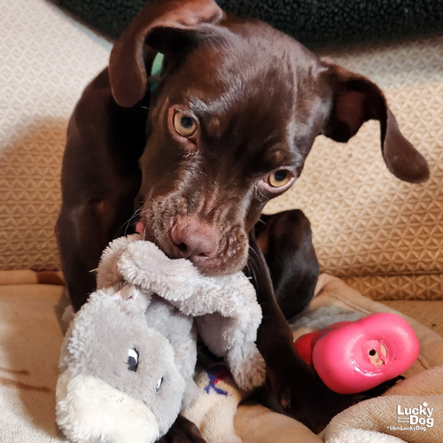 PORKY - Pointer / Boston Terrier available for adoption
