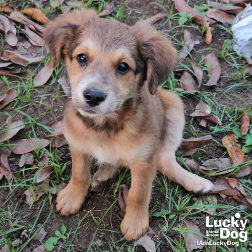 EMILIO - Spaniel / Collie available for adoption