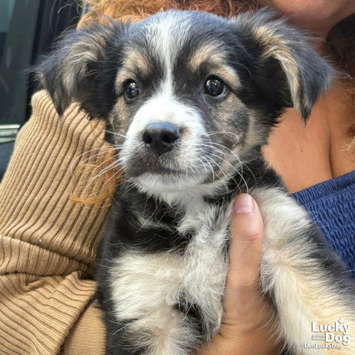 ELVIN - Spaniel / Collie available for adoption
