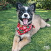 Ernie - Photo 1