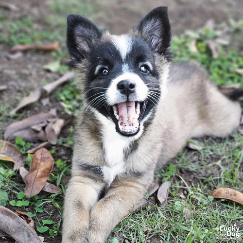 ERNIE - Spaniel / Collie available for adoption