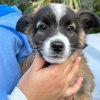 Ernie - Photo 3