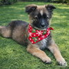 Eddie - Photo 1