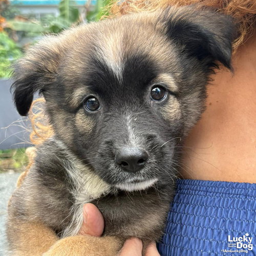 EDDIE - Spaniel / Collie available for adoption