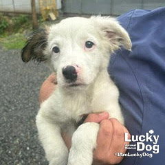 ELSA - Spaniel / Collie available for adoption