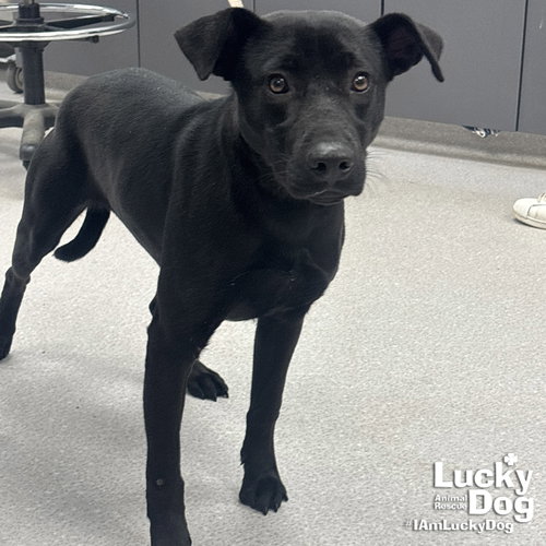 WYBIE - Shepherd / Labrador Retriever available for adoption
