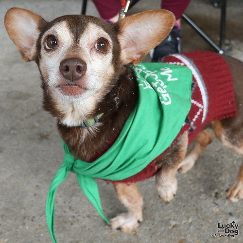 MARSHALL - Dachshund / Chihuahua available for adoption