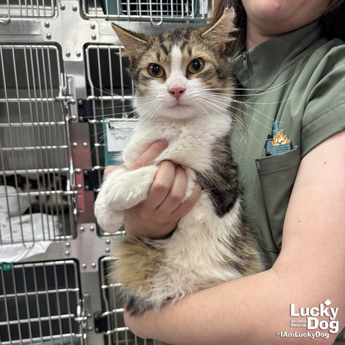 DASHER - Domestic Medium Hair available for adoption