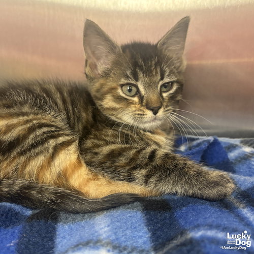 LOLA - Domestic Short Hair available for adoption