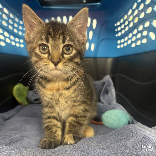 LOLA - Domestic Short Hair available for adoption