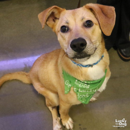 MIRABELLE - Retriever / Collie available for adoption