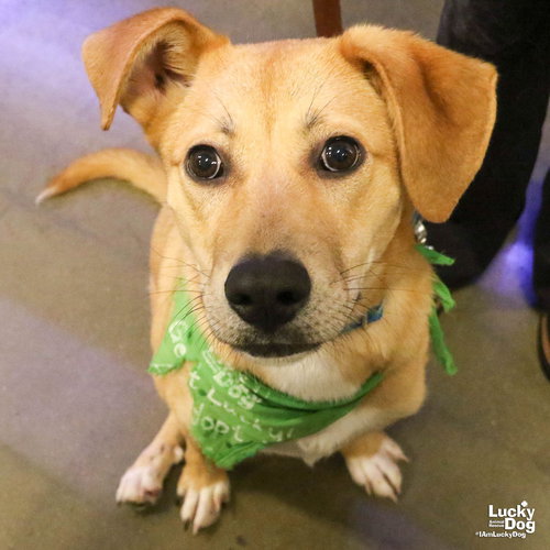 MIRABELLE - Retriever / Collie available for adoption