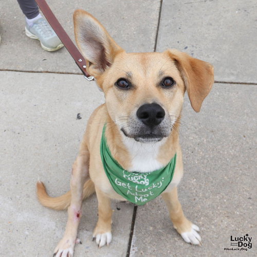 Mirabelle, an adoptable Retriever in Washington, DC