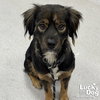 Shelby - Photo 1