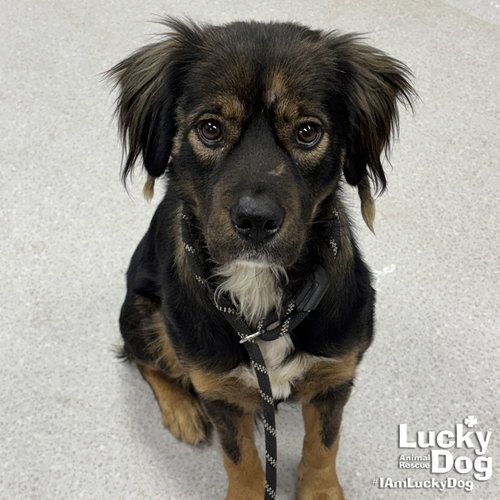 SHELBY - Collie / Shepherd available for adoption