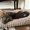 Shelby - Photo 2